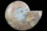 Polished Ammonite Fossil (Half) - Agatized #64990-1